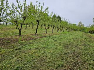 신이내린오디 정가네님의 5월 농사계획 공유하기 · 참여글 작성글 사진