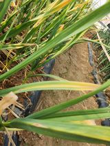 팜모닝 마늘·병해충상담 게시글 이미지