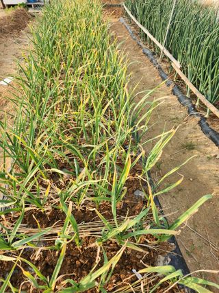 평택쌍둥이할매님의 마늘 · 병해충상담 작성글 사진