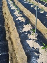 팜모닝 고추·영농일지 게시글 이미지