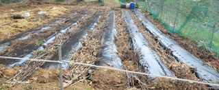 양일봉님의 5월 농사계획 공유하기 · 참여글 작성글 사진