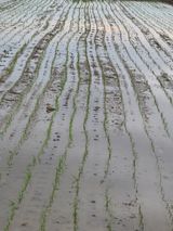 팜모닝 농사, 무엇이든 물어보세요!·참여글 게시글 이미지