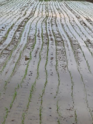 신규현님의 농사, 무엇이든 물어보세요! · 참여글 작성글 사진