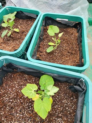 예산청정매실농장님의 호박 · 자유게시판 작성글 사진