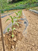 팜모닝 자유주제·자유게시판 게시글 이미지