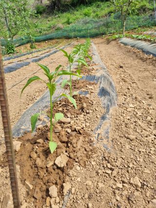 풍요님의 자유주제 · 자유게시판 작성글 사진