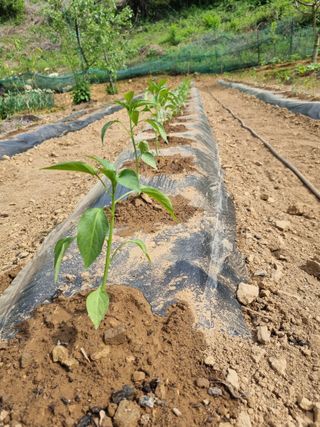 풍요님의 자유주제 · 자유게시판 작성글 사진