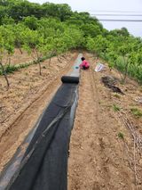 팜모닝 참깨·영농일지 게시글 이미지