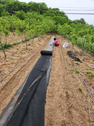 이관범님의 참깨 · 영농일지 작성글 사진