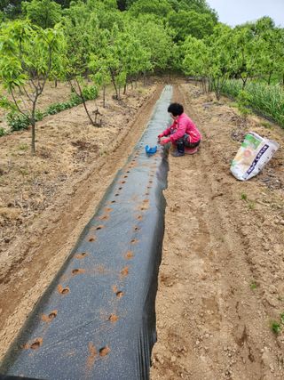 이관범님의 참깨 · 영농일지 작성글 사진