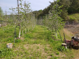 의성,군위 나상덕님의 사과 · 영농일지 작성글 사진