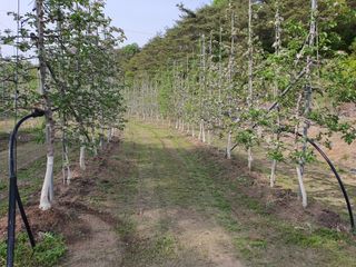 의성,군위 나상덕님의 사과 · 영농일지 작성글 사진