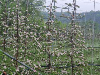 의성,군위 나상덕님의 사과 · 영농일지 작성글 사진