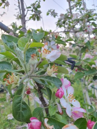 의성,군위 나상덕님의 사과 · 영농일지 작성글 사진
