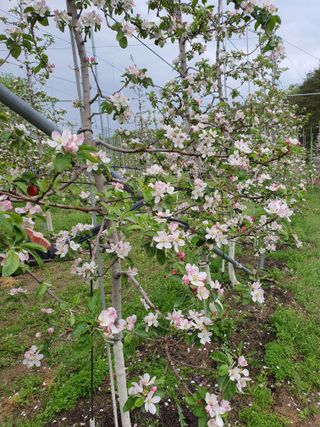 의성,군위 나상덕님의 사과 · 영농일지 작성글 사진