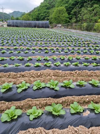 오태원님의 5월 농사계획 공유하기 · 참여글 작성글 사진