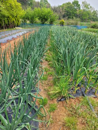 사이공박님의 5월 농사계획 공유하기 · 참여글 작성글 사진