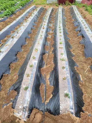 사이공박님의 5월 농사계획 공유하기 · 참여글 작성글 사진