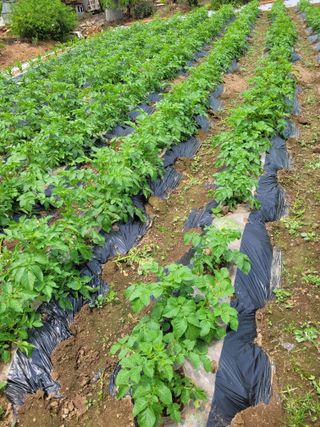 사이공박님의 5월 농사계획 공유하기 · 참여글 작성글 사진