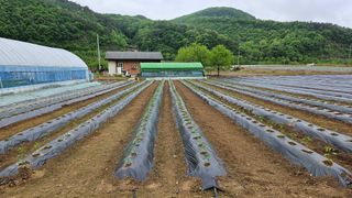 향적농원(정은상)님의 고추 · 지주설치•유인•성장 작성글 사진