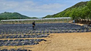 향적농원(정은상)님의 고추 · 지주설치•유인•성장 작성글 사진