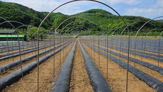 향적농원(정은상)님의 고추 · 지주설치•유인•성장 작성글 사진