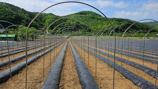 향적농원(정은상)님의 고추 · 지주설치•유인•성장 작성글 사진