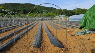 향적농원(정은상)님의 고추 · 지주설치•유인•성장 작성글 사진