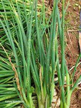 팜모닝 자유주제·자유게시판 게시글 이미지