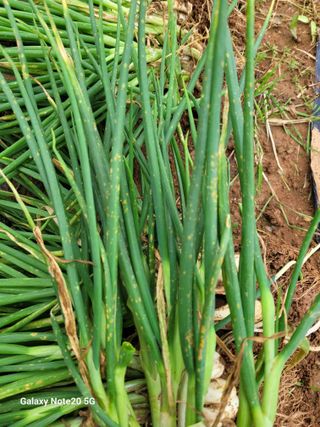 진도고군면 김인호님의 자유주제 · 자유게시판 작성글 사진