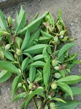 팜모닝 농사, 무엇이든 물어보세요!·참여글 게시글 이미지