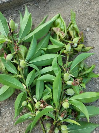 장영진 님의 농사, 무엇이든 물어보세요! · 참여글 작성글 사진