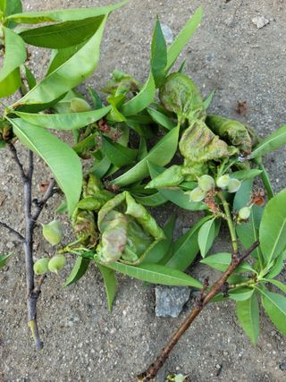 장영진 님의 농사, 무엇이든 물어보세요! · 참여글 작성글 사진