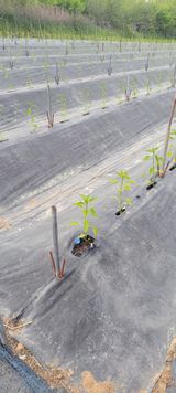 팜모닝 자유주제·자유게시판 게시글 이미지