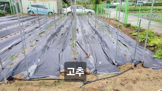 김중언님의 호박 · 자유게시판 작성글 사진