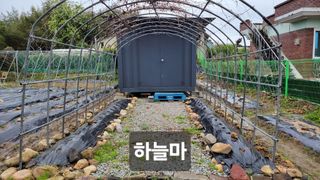 김중언님의 호박 · 자유게시판 작성글 사진