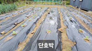 김중언님의 호박 · 자유게시판 작성글 사진