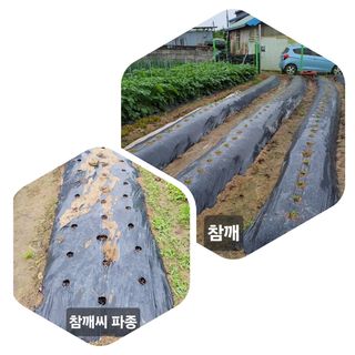 김중언님의 호박 · 자유게시판 작성글 사진