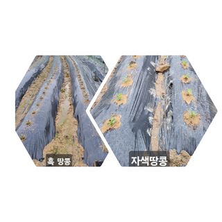 김중언님의 호박 · 자유게시판 작성글 사진