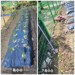 김중언님의 호박 · 자유게시판 작성글 사진