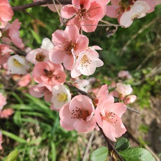 분재님의 자유주제 · 자유게시판 작성글 사진