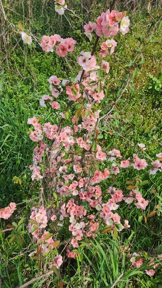 분재님의 자유주제 · 자유게시판 작성글 사진