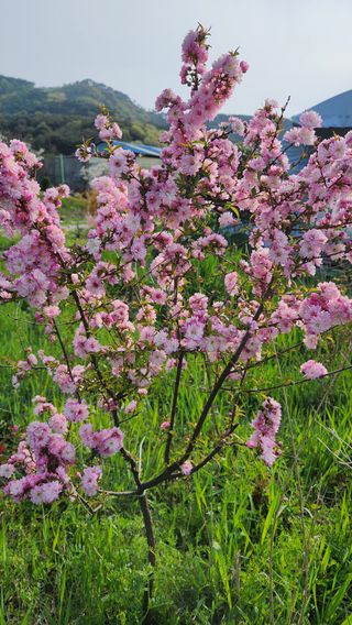 분재님의 자유주제 · 자유게시판 작성글 사진