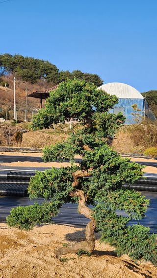 분재님의 자유주제 · 자유게시판 작성글 사진