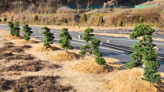분재님의 자유주제 · 자유게시판 작성글 사진