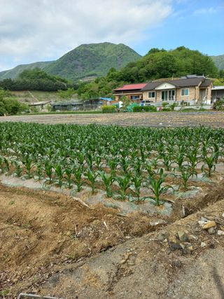 변사또님의 5월 농사계획 공유하기 · 참여글 작성글 사진