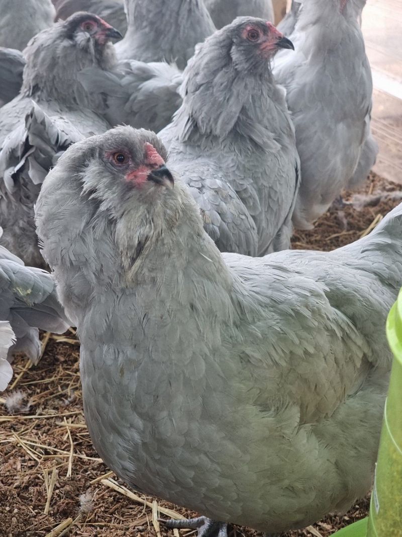 귤4853님의 장터 판매 상품 [유정란/종란] 첨부 사진