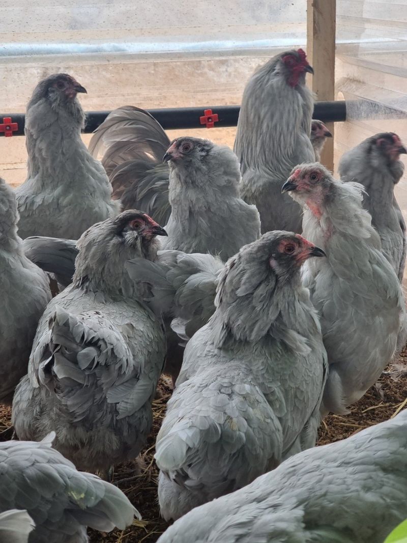 귤4853님의 장터 판매 상품 [유정란/종란] 첨부 사진