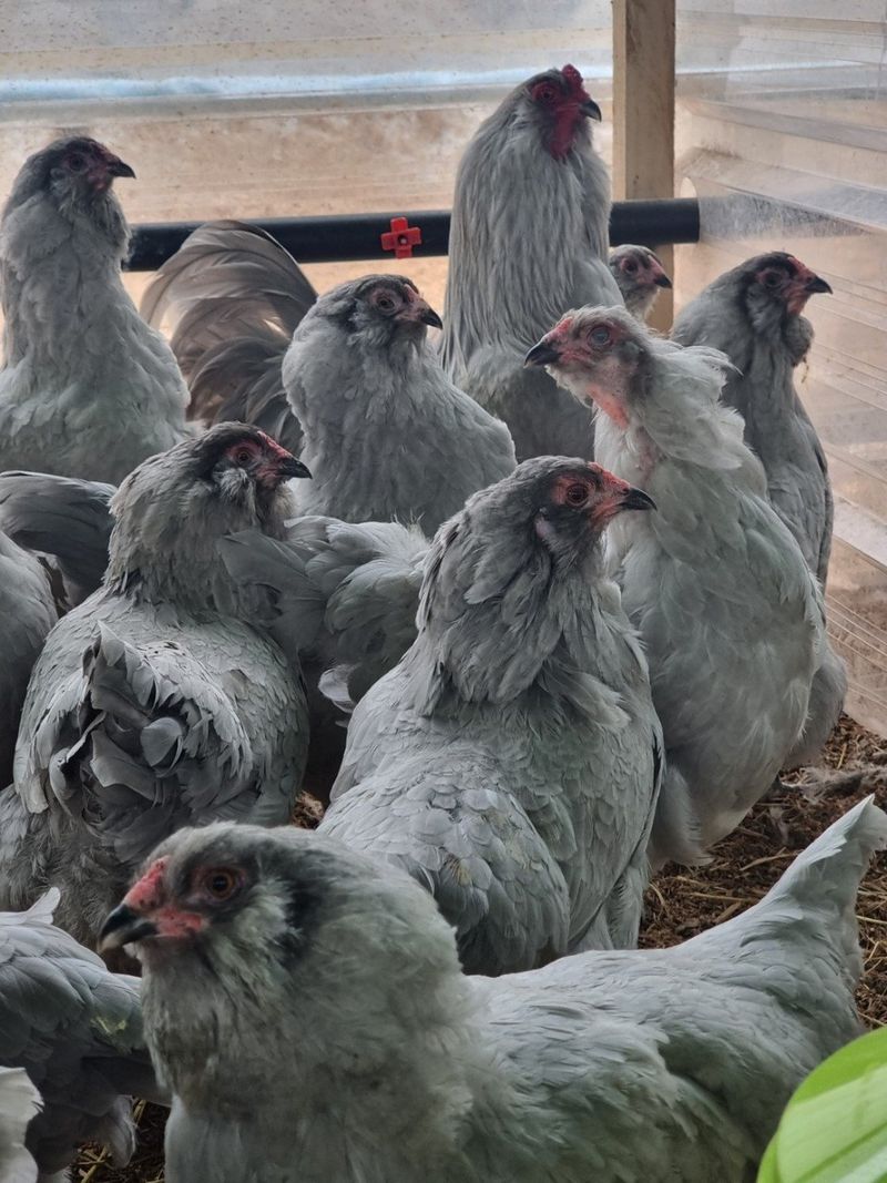 귤4853님의 장터 판매 상품 [유정란/종란] 첨부 사진