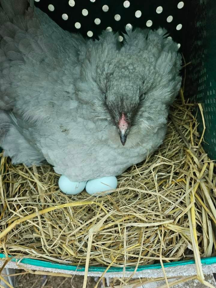 귤4853님의 장터 판매 상품 [유정란/종란] 첨부 사진